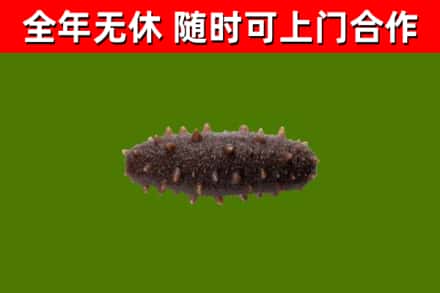 政和县回收海参干